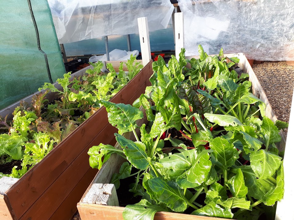 Plot to Plate Community Festival